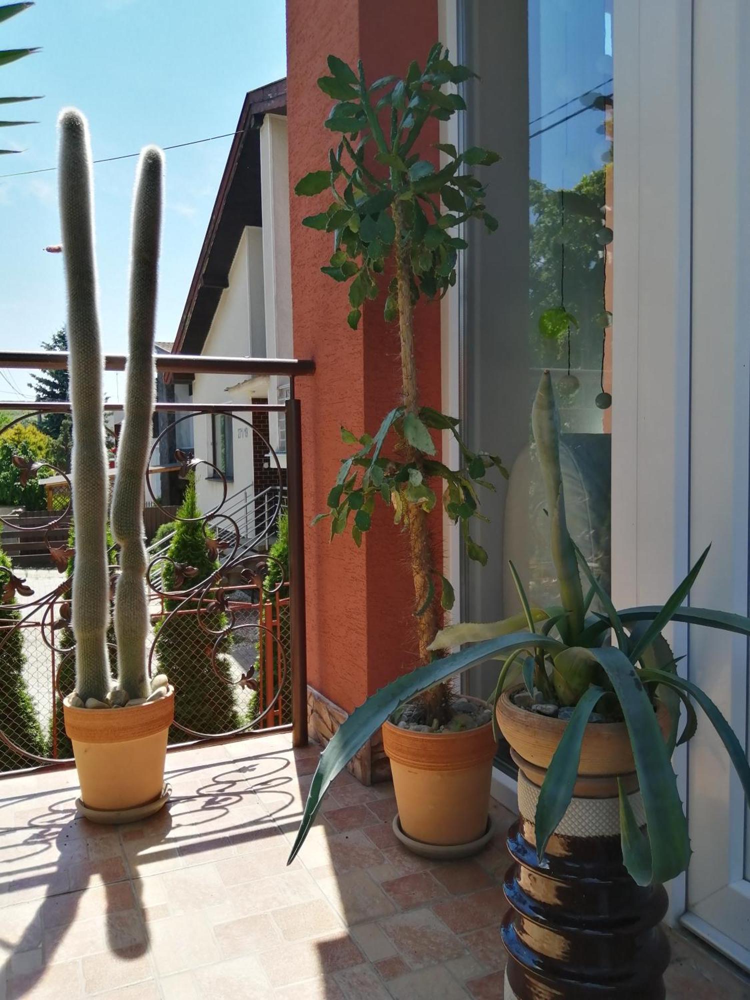 Penzión Vilka Podhájčanka Podhájska Exterior foto